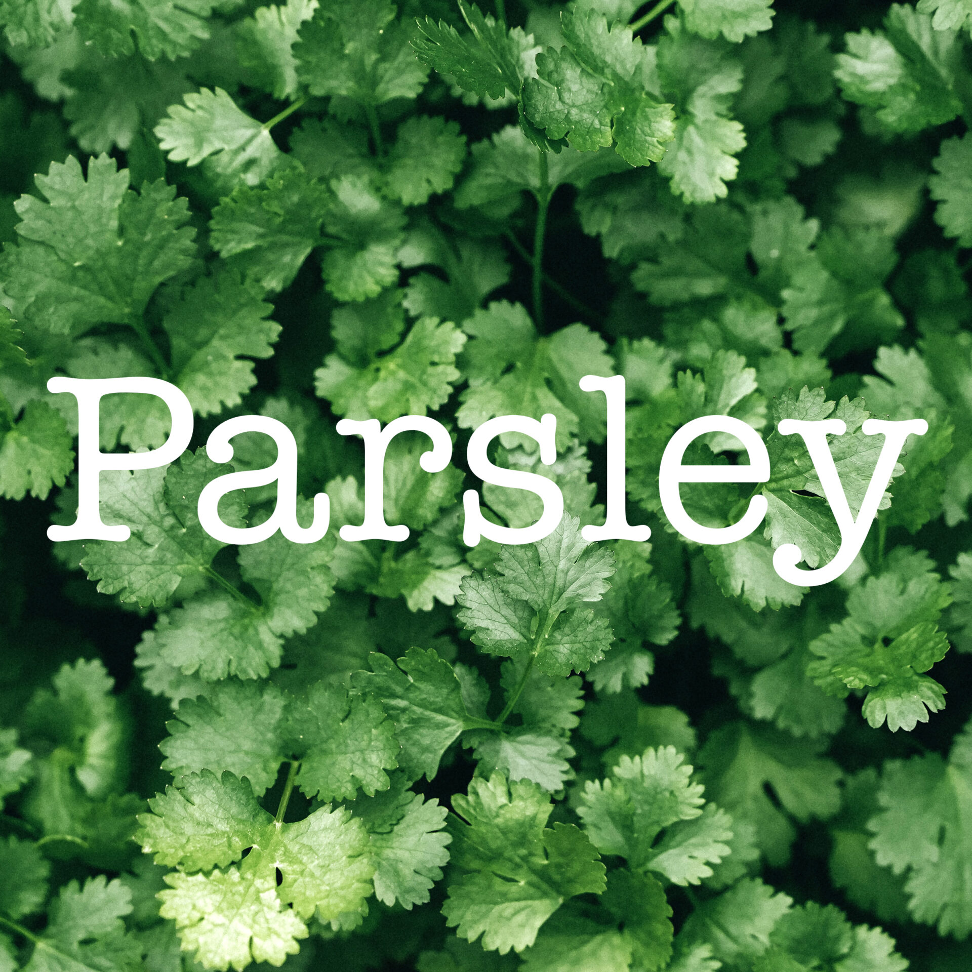 Parsley Membership Urban Bounty by Richmond Food Security Society